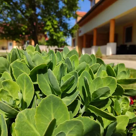 Liska * Radava